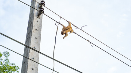 Wind monkey Slow Loris on electric pole, cause of power outage in village, people