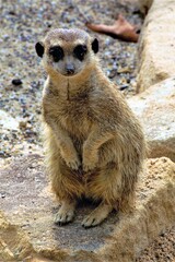 meerkat on guard duty