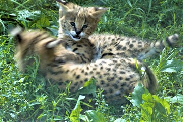 leopard in the grass