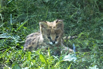 leopard in the grass