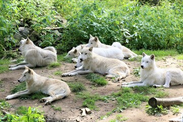 baby goat on the grass