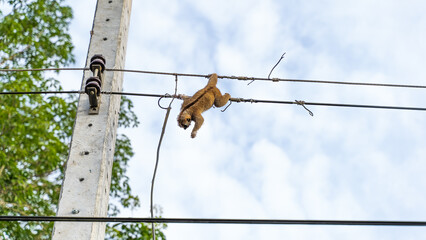 Wind monkey Slow Loris on electric pole, cause of power outage in village, people