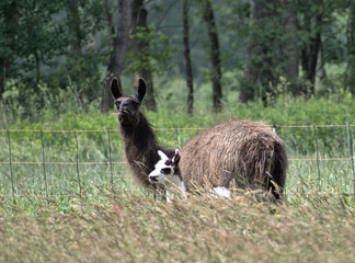 Lama01