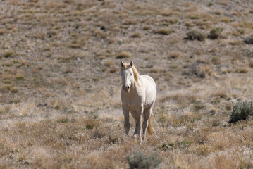 Wild Horse Stallion in the Utah Desert