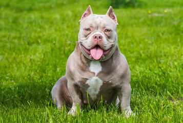 A pocket American Bully puppy dog sitting on green grass