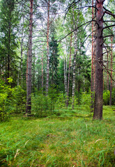 Forest trees . Nature green forest beautiful sunny background