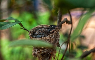 The newly born birds are in the nest waiting for their mother to go out to find food for them to eat.
