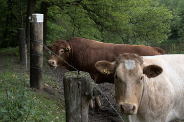 cow05