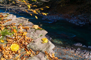 Yellow autumn leaves. Clean mountain river in the autumn forest.