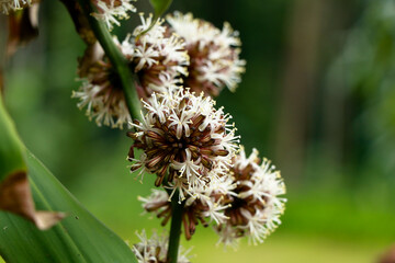 Flowers of Dracaena fragrans or cornstalk dracaena  commonly known as corn plant