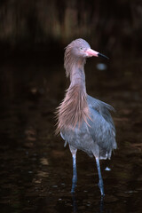 Reddish Egret
