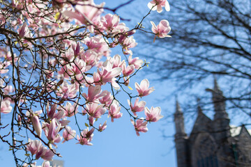 Blooming Pink Magnolia Tree Branches during Spring in front of an Old Church in Astoria Queens New York