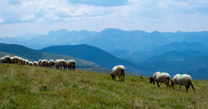 Sheep on the top of Laarrau next to Mount Orhi, Navarra, Spain