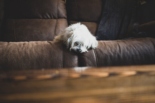 sleeping small dog