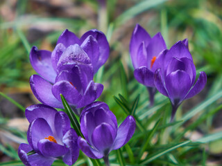 Image of spring crocuses.