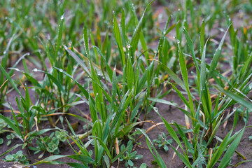 Image of young wheat sprouts.