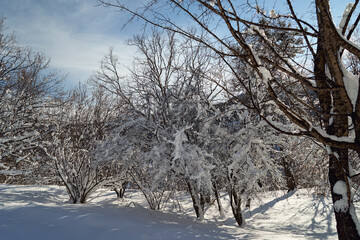 Image of trees in the winter in the mountains.
