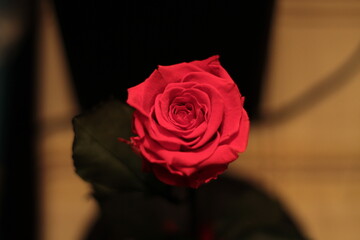 beautiful little scarlet flower in a flask close-up