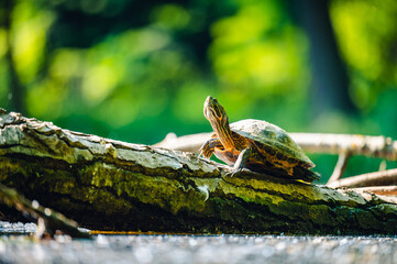 The red-eared slider (Trachemys scripta elegans) or water turtle basks on a trunk that is partially submerged in water. His head is up and he is looking at the sun.