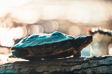 The red-eared slider (Trachemys scripta elegans) or water turtle basks on a trunk that is partially...