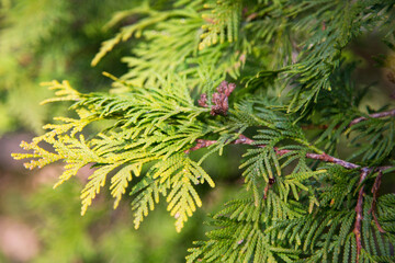 Beautiful green christmas leaves of Thuja trees with soft sunlight. Thuja twig, Thuja occidentalis is an evergreen coniferous tree. Golden thuja