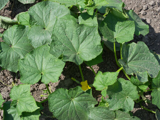 Cucumber stalks in the home garden. Homegrown plants.