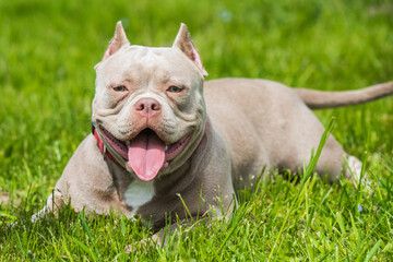 Lilac color American Bully dog is lying on green grass