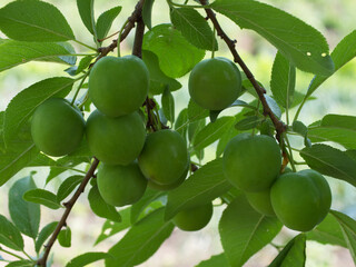 Unripe cherry plum fruits. Branch with berries.