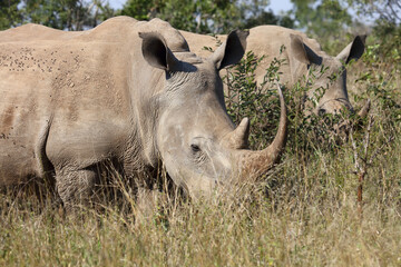 Obraz premium Breitmaulnashorn / Square-lipped rhinoceros / Ceratotherium Simum