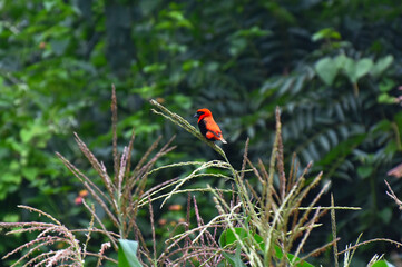 The blacked winged reg bishop or fire crowned bishop Bird spotted in Central Malawi South Africa