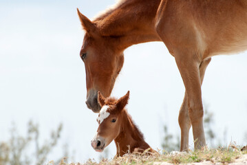 Grand Turk Island Mother Horse And The Foal