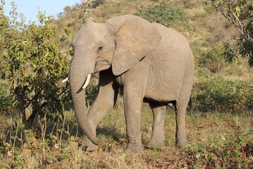 Fototapeta premium Afrikanischer Elefant / African elephant / Loxodonta africana