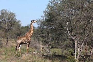 Giraffe / Giraffe / Giraffa camelopardalis