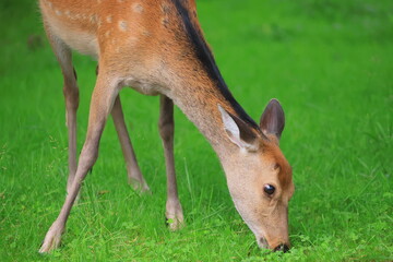 夏の奥日光の草原で草を食べる可愛い子鹿