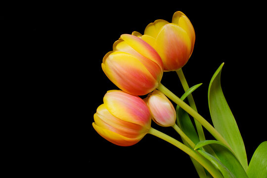Pictures of pretty orange tulip flowers on chic background 
