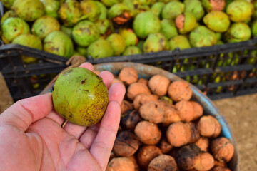 walnut green