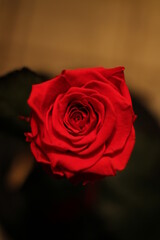 beautiful little scarlet flower in a flask close-up