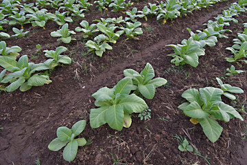 Tobacco green .Nicotiana, plant in the field