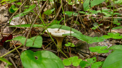 A small boletus growing from under the leaves in the forest 