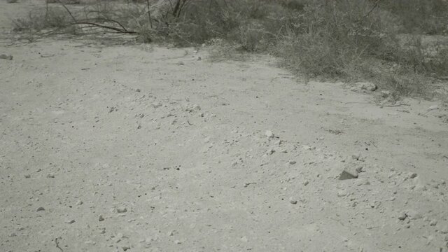Plants in desert outside of Riffa, Bahrain, shot in infrared