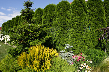 Line of colorful garden plants
