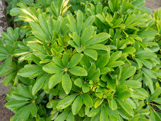 Schefflera arboricola or dwarf umbrella plant
