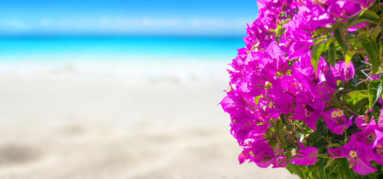 Bougainvillea Purple Flowers And Tropical White Sandy Beach And Turquoise Sea.