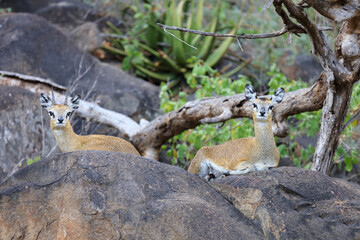 Klippspringer / Klipspringer / Oreotragus oreotragus