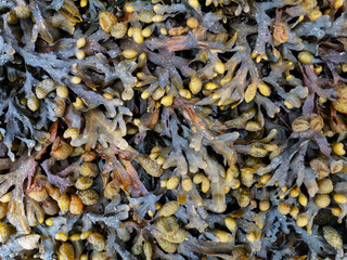 Bladder wrack seaweed on the rock during low tide