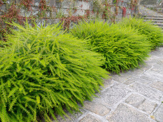 Prickly spider-flower or juniper-leaf grevillea decorative shrubs