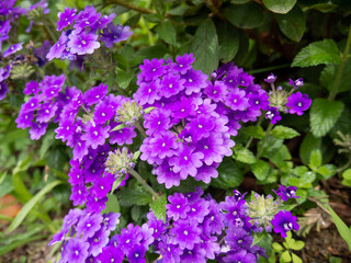 Purple verbena flower, buds and leaves