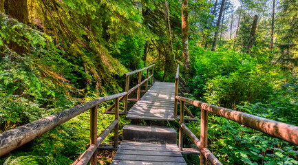 Lynn Canyon Park, North Vancouver, British Columbia, Canada. Beautiful Wooden Hiking Trail in the Rainforest. Sunny Summer Morning.