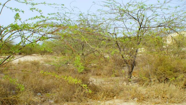 Sand, grass and tress in desert outside of Riffa, Bahrain