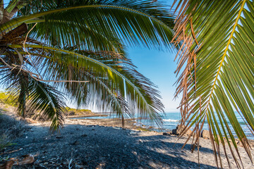 Fototapeta na wymiar Coconut Palm Trees on Kiholo Bay Beach, Hawaii Island, Hawaii, USA